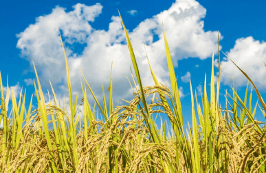 Rice Industry
